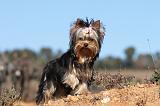 YORKSHIRE TERRIER 194